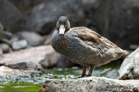 Blue duck Stock Photos