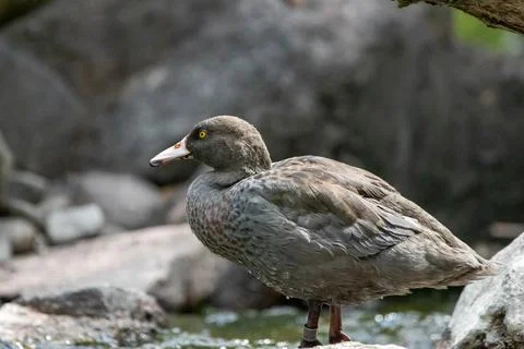 Blue duck Stock Photos