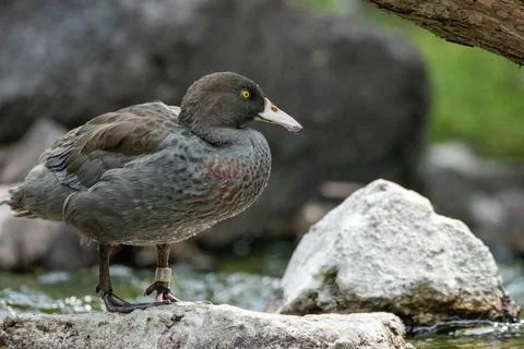 Blue duck Stockfoto's