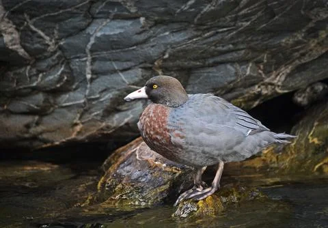 Blue duck Foto stock
