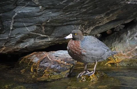 Blue duck Foto stock