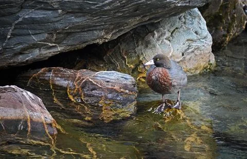 Blue duck Stock Photos