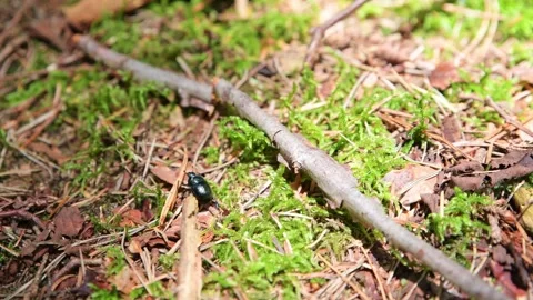 Blue dung beetle in the forest Stock Footage 280984897