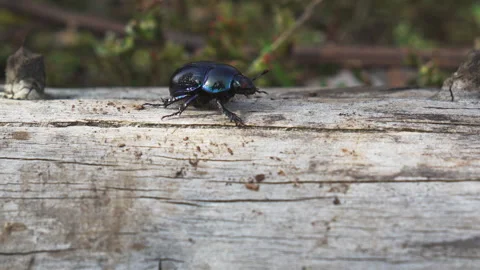 Blue dung beetle on trunk in slow motion Stock Footage 287860652