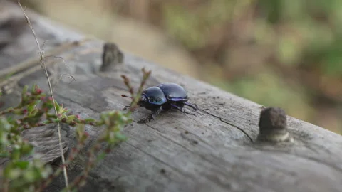 Blue dung beetle on trunk in slow motion Stock Footage 287862133