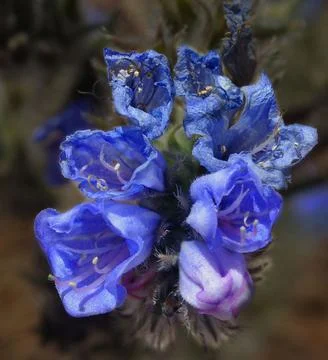 Blue dusters that invade the highest mountains Foto stock