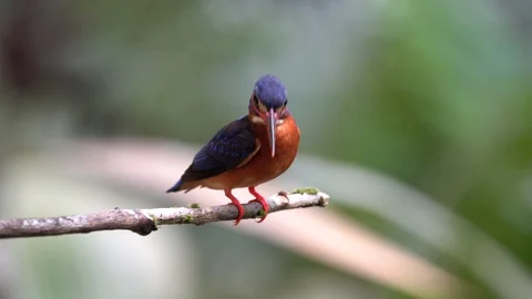 Blue-eared Kingfisher Video stock 128043818