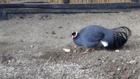 Blue eared pheasant (Crossoptilon auritum) is a large dark blue-grey pheasant Stock Footage 106901385