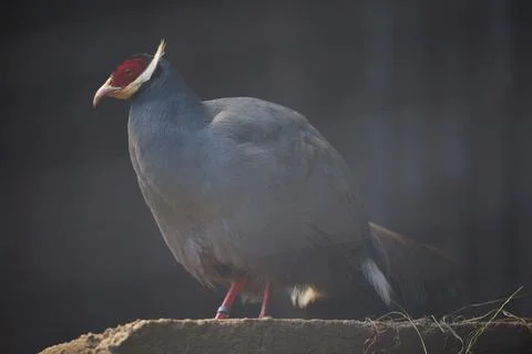 Blue eared pheasant Crossoptilon auritum standing on the ground in a zoopark Stock Photos