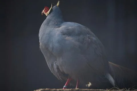 Blue eared pheasant Crossoptilon auritum standing on the ground in a zoopark Stock Photos
