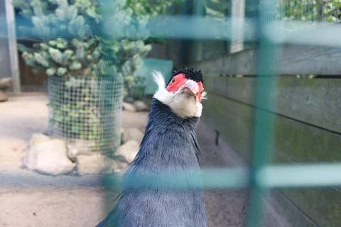 Blue eared pheasant Stock Photos
