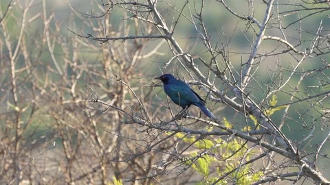 Blue eared starling bird in south africa Stock Footage 128391453