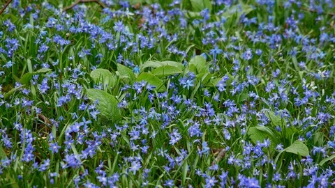 Blue early spring flowers of liverleaf Hepatica Nobilis in a nice garden Stock Footage 105265290