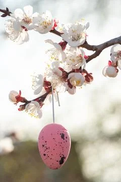Blue Easter egg hanging from a branch adorned with white blossoms, symboliz.. Stock Photos