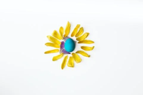 Blue easter egg surrounded with yellow flower petals, shape of a sun isolated on Stock Photos