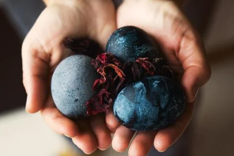 Blue Easter eggs painted with karkade and vinegar in trendy color. Dragon eggs Stock Photos