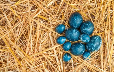 Blue Easter eggs in yellow straw. Top view, horizontal. Stock Photos