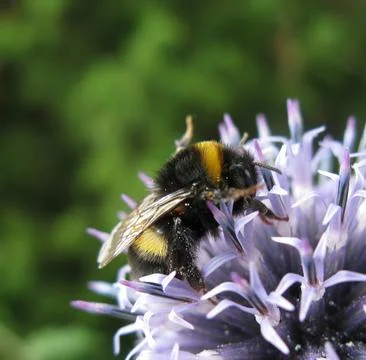 Blue echinops and bumblebee Stock Photos
