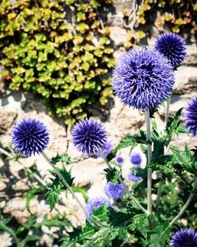 Blue Echinops ritro or Globe thistles blooming in the summer sunshine Stock Photos