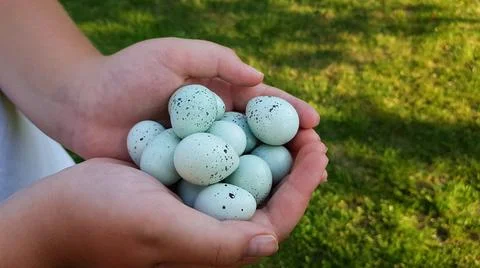 Blue eggs in the hands of a farmer. The Celadon quail is a special variety of Stock Photos