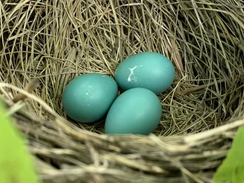 Blue eggs of a Robin Stock Photos