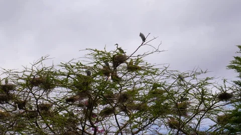 Blue Egret in the tree Stock Footage 125456927