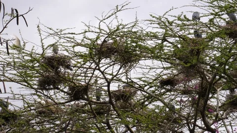 Blue Egret in the tree Stock Footage 125456998