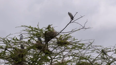 Blue Egret in the Tree Stock Footage 125457225