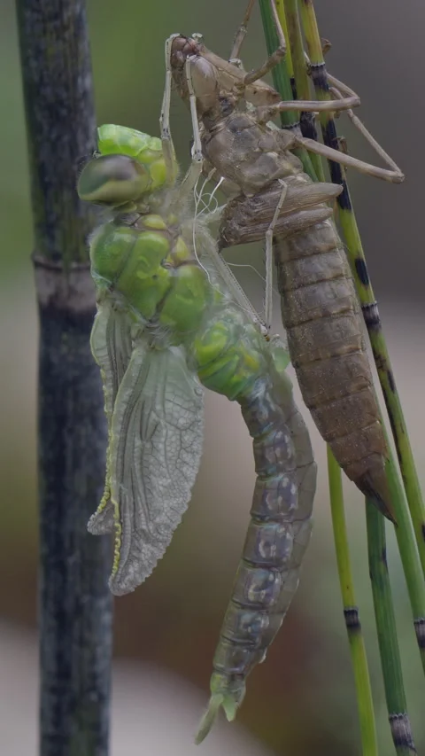 Blue emperor dragonfly distributing bodily fluids in pulsating movement Vídeo Stock 310398995