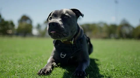 Blue English Staffordshire Bull Terrier, Juno at the park. Stock Footage