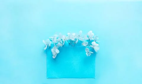 Blue envelope with blue flowers hydrangea inside on a blue background Stock Photos