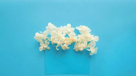 Blue envelope with white flowers hydrangea inside on a blue background Stock Photos