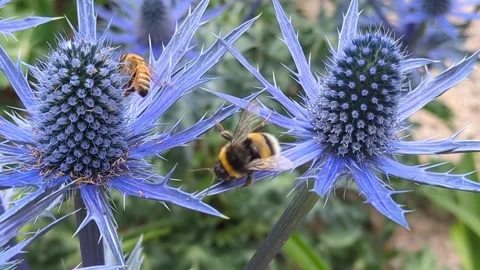 Blue Eryngo with Bumble bee Stock Footage 311337726