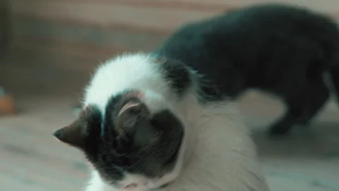 Blue Exotic Cat with White Snoopy Cat in Background Stock Footage 310882391