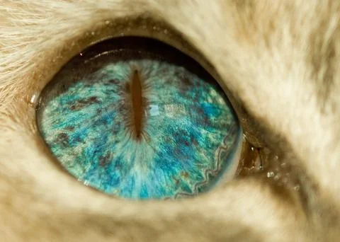 Blue eye of cat Stock Photos