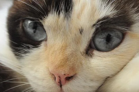 BLUE EYE CAT Foto stock