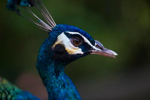 Blue eye  Stock Photos