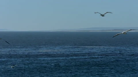 Blue-Eyed Cape Gannet in flight 1 Stock Footage
