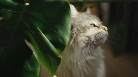 Blue eyed cat basks next to green plant in sunlight Stock Footage 153319194
