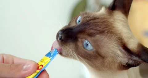 Blue eyed cat eats liquid food licking the package from man hand at home. Stock Footage 249792019