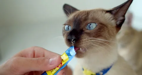Blue eyed cat eats liquid food licking the package from man hand at home. Stock Footage 250072173