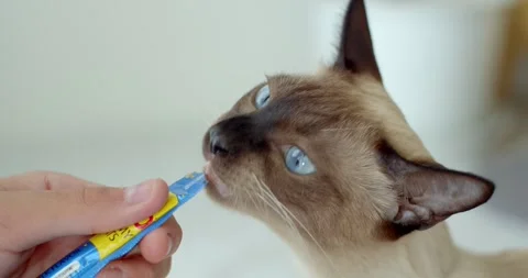 Blue eyed cat eats liquid food licking the package from man hand at home. Stock Footage 252287838