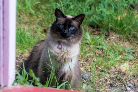 Blue-eyed cat looking inside home Stock Photos
