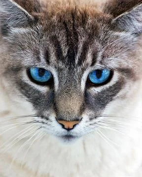 Blue eyed cat Stock Photos