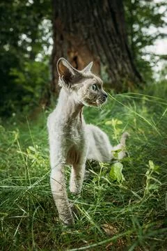 Blue Eyed Cream Devon Rex Cat Portrait in Meadow Grass Stockfoto's