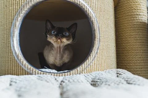 Blue-eyed Devon rex cat looking forward from the box, cats concept Stock Photos