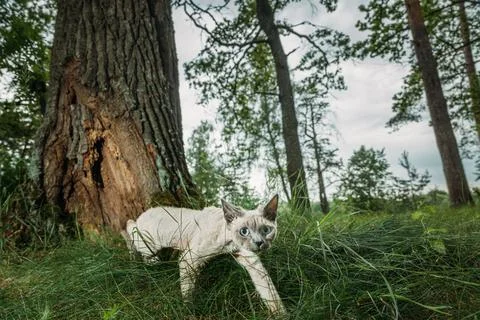 Blue Eyed Devon Rex Cat Walking in Forest Grass Wide Angle Stock-Fotos