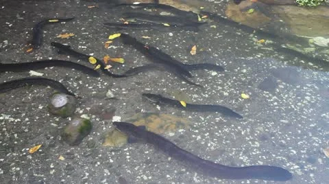 Blue Eyed Eels Stock Footage 11238742