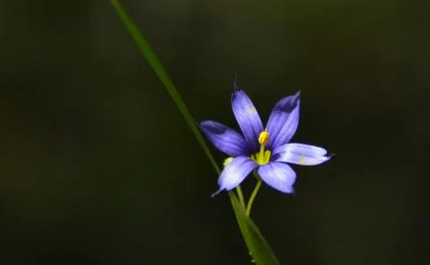 Blue Eyed Grass flower. Foto stock