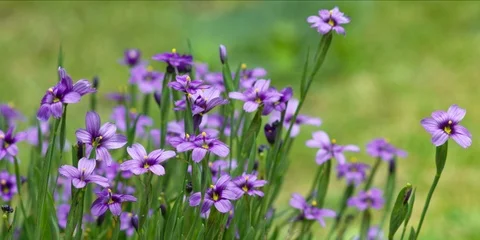 Blue-eyed Grass Stock Footage 110823624